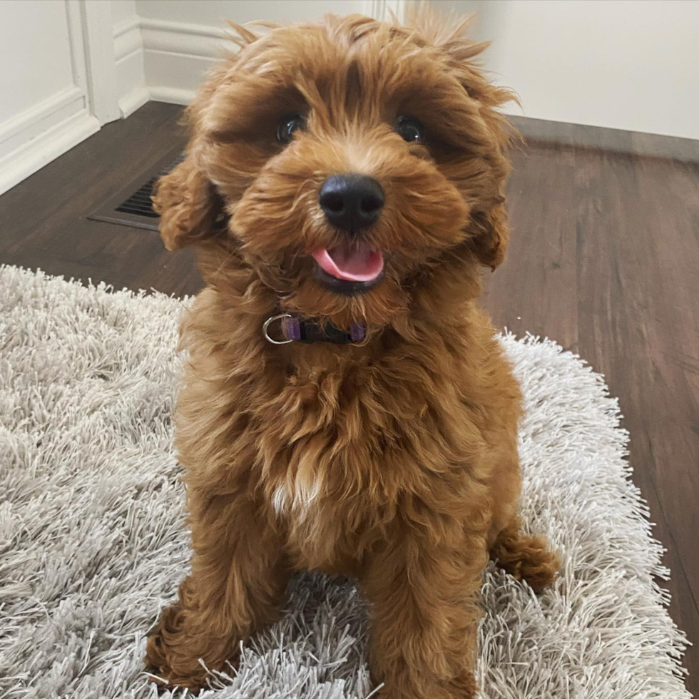 Covington Cockapoo Pup