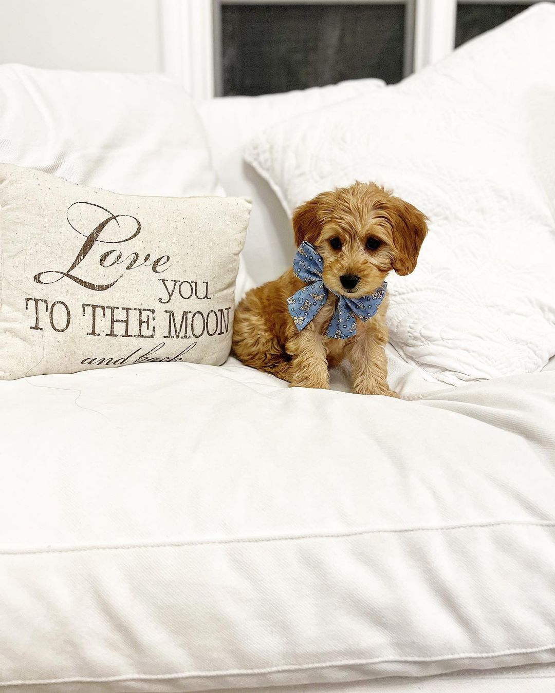 Little Golden Retriever Poodle Mix Puppy