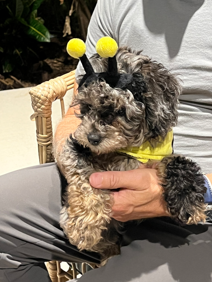 Little Aussiepoo Poodle Mix Pup