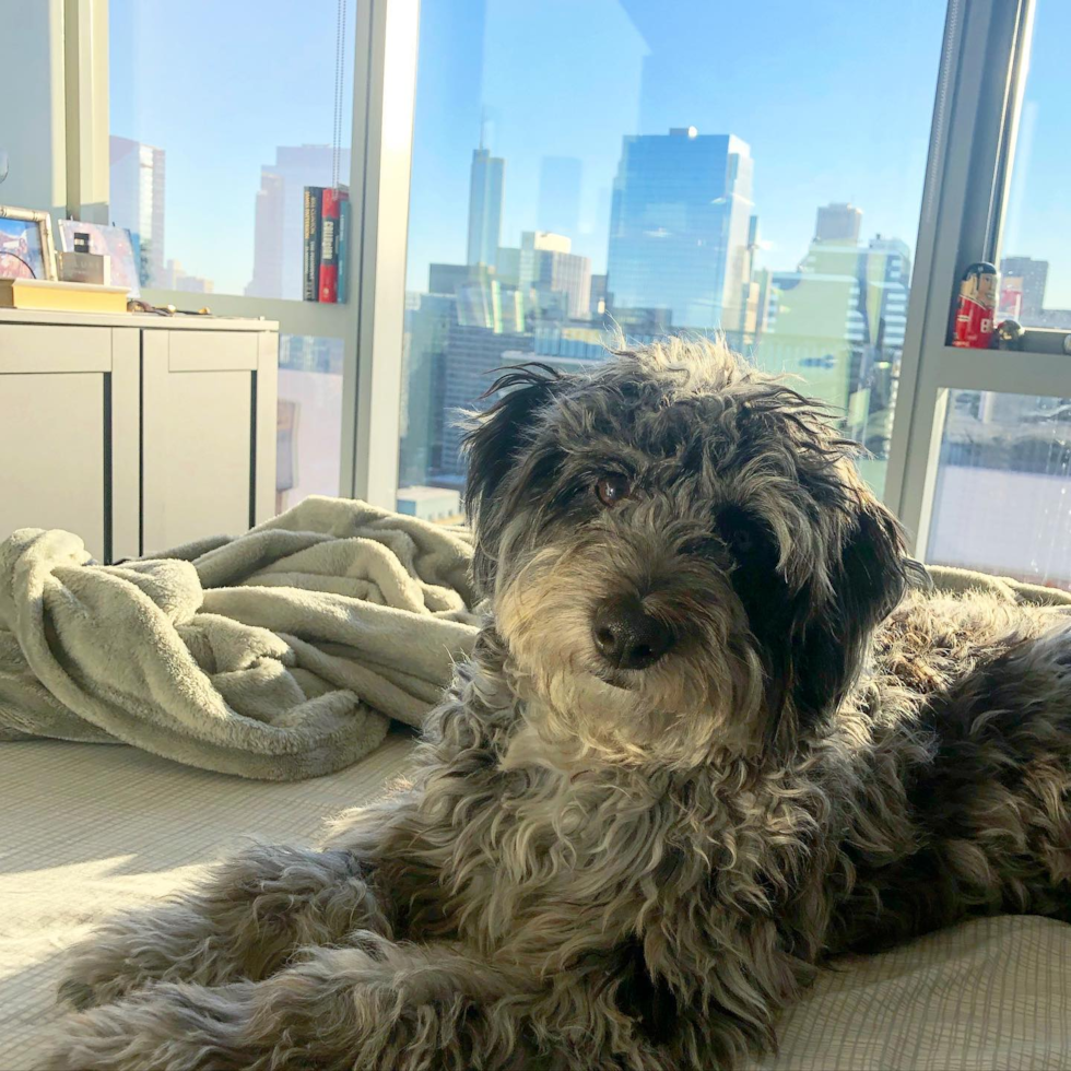Naperville Mini Aussiedoodle Pup