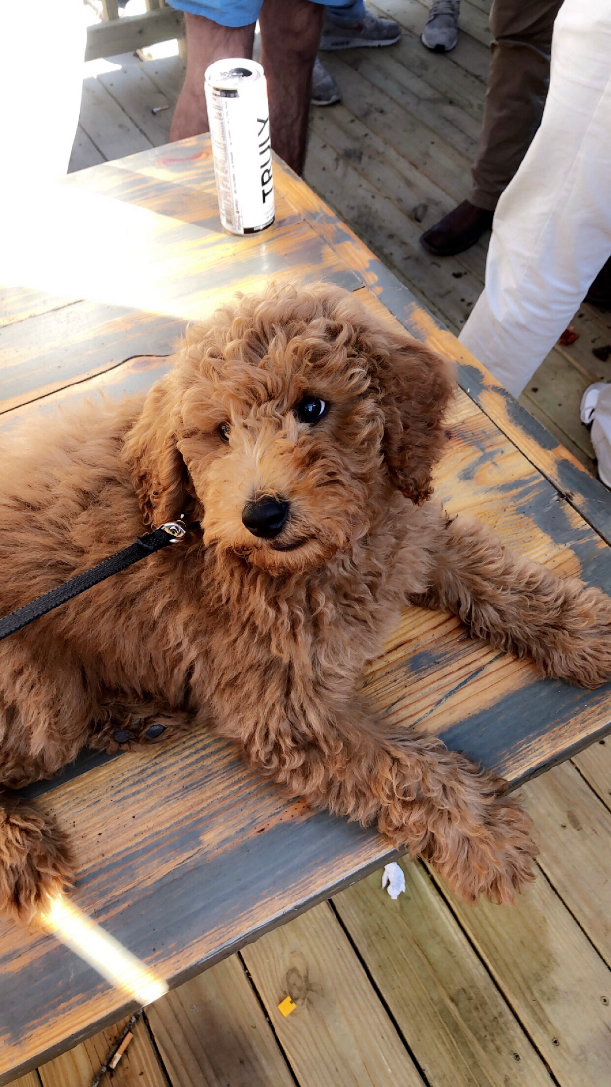 Best Mini Goldendoodle Baby