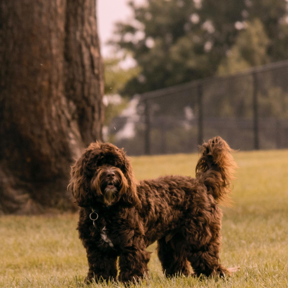 Friendly Cockapoo Pup in Kansas City MO