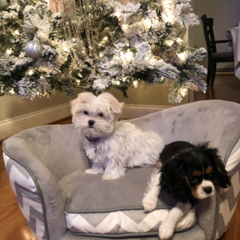 Sweet Cavalier King Charles Spaniel Purebred Pup