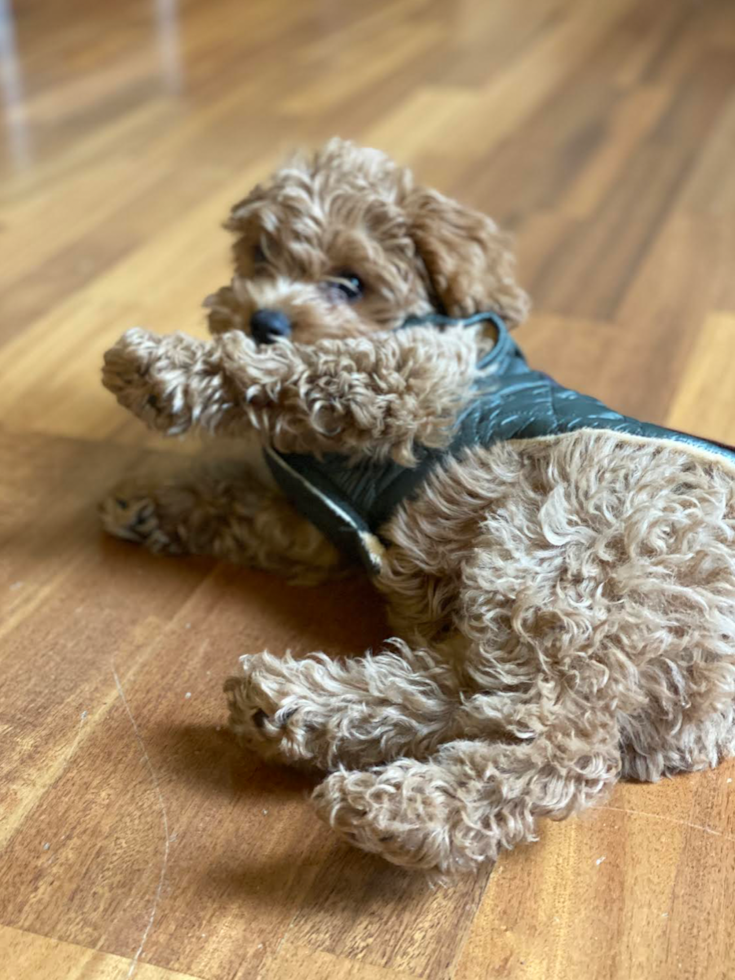 Hypoallergenic Cavoodle Poodle Mix Pup