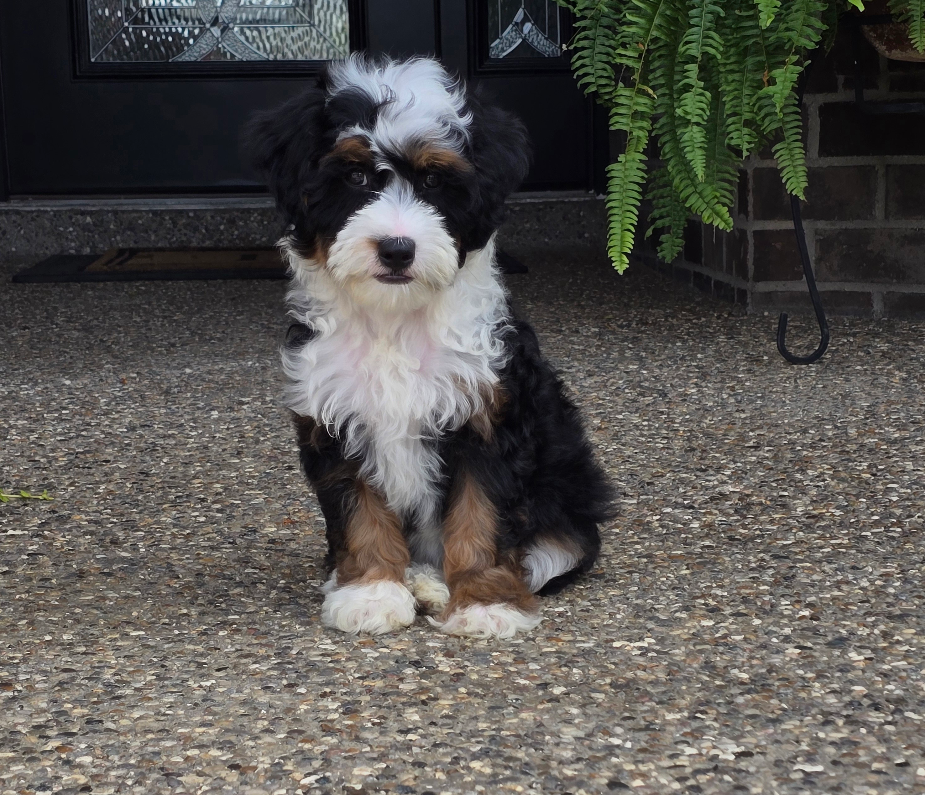 Cute Mini Aussiedoodle Baby
