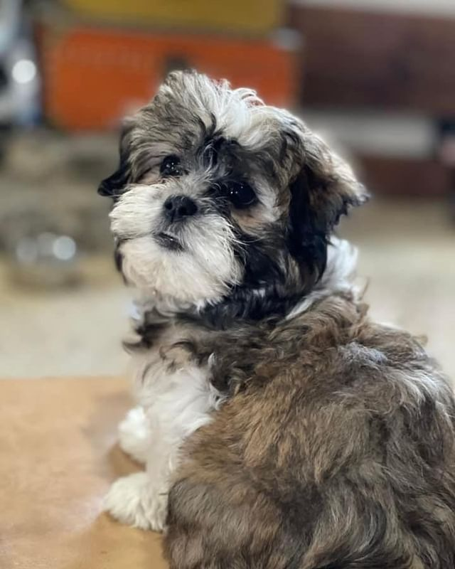 Teddy Bear Puppy for Adoption