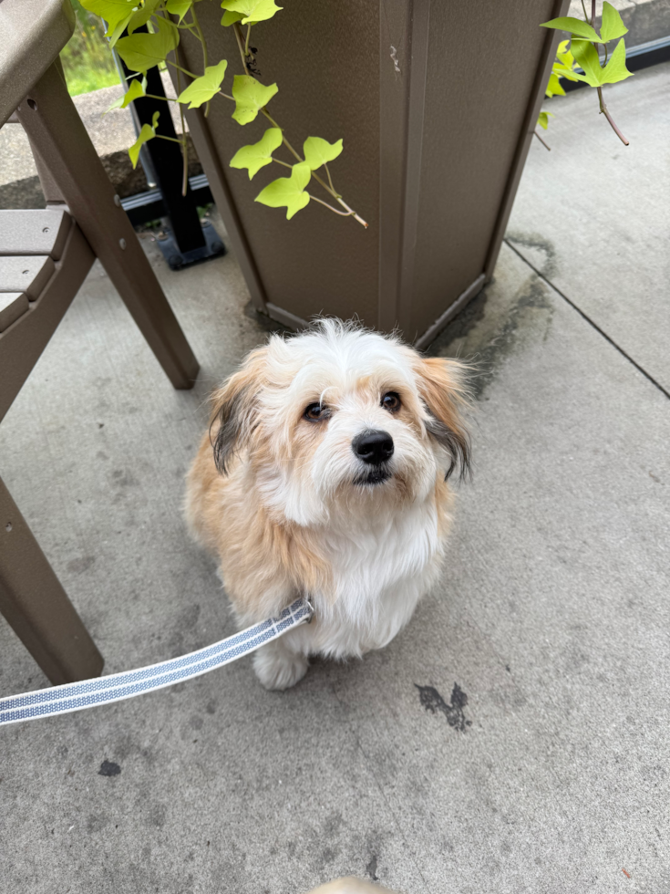 Aussiechon Being Cute