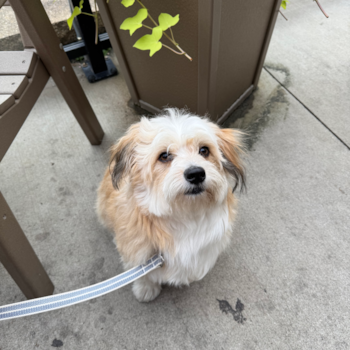 Aussiechon Being Cute