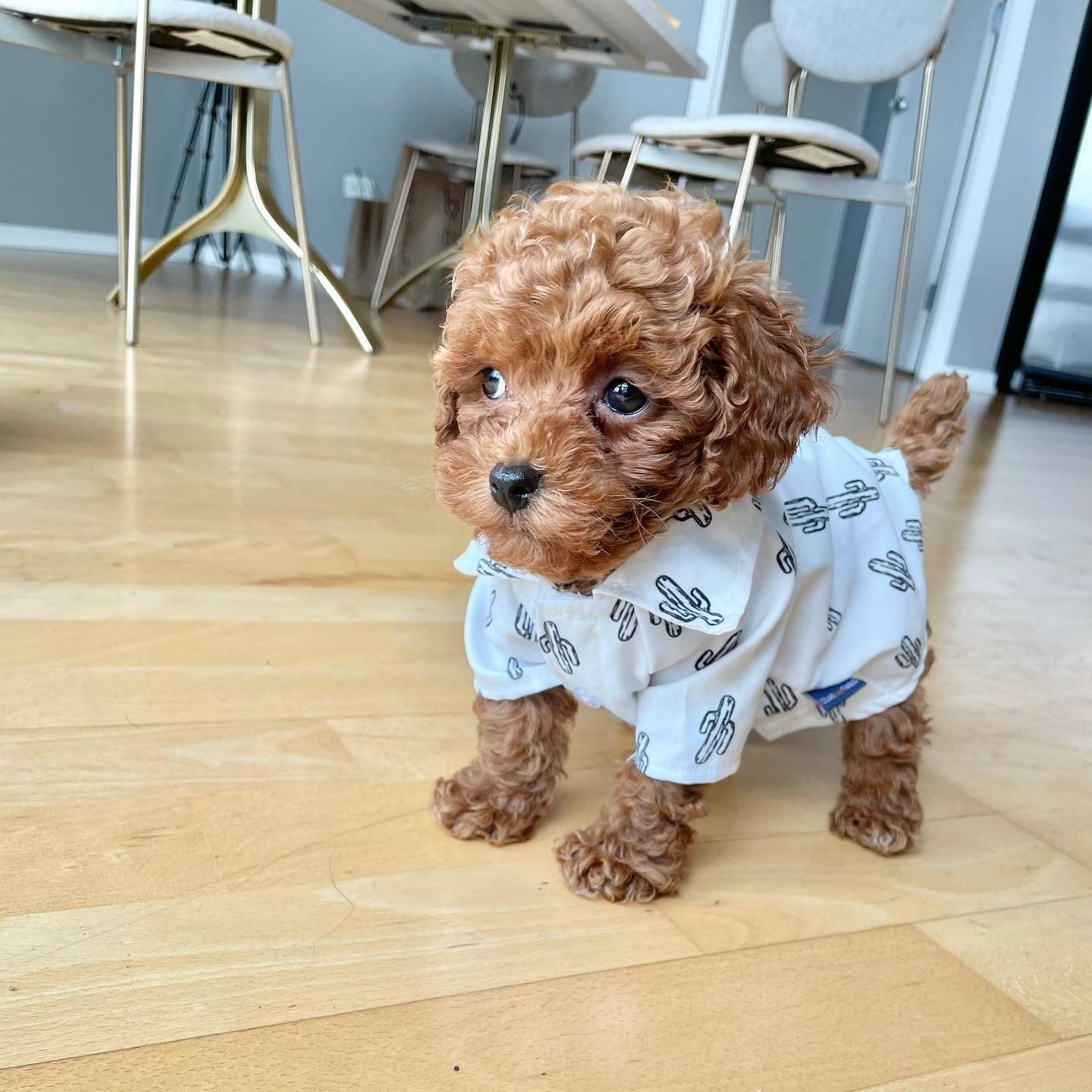 Akc Registered Poodle Baby