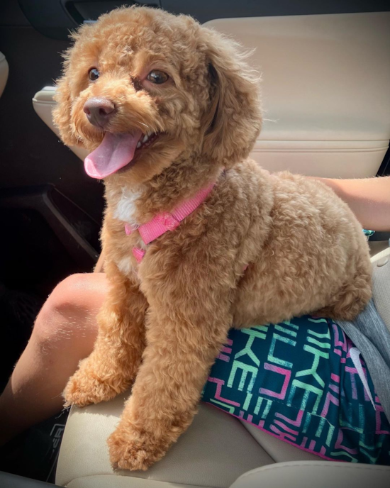 Happy Poochon Pup