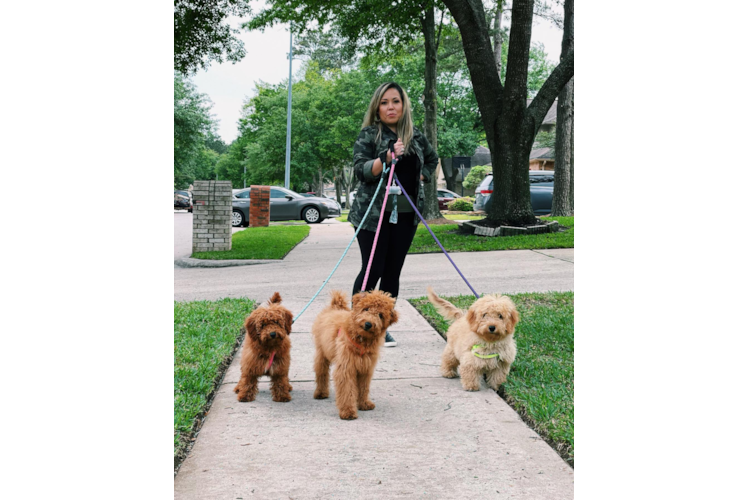 Mini Goldendoodle Puppy for Adoption