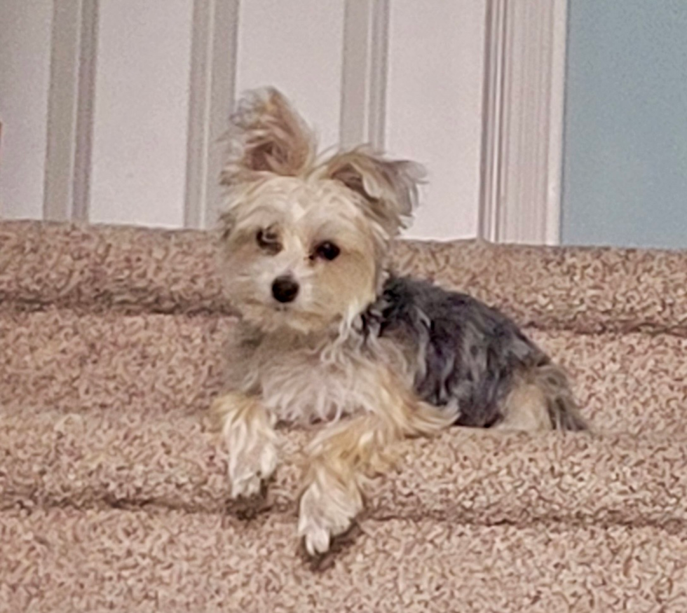 Small Morkie Pup