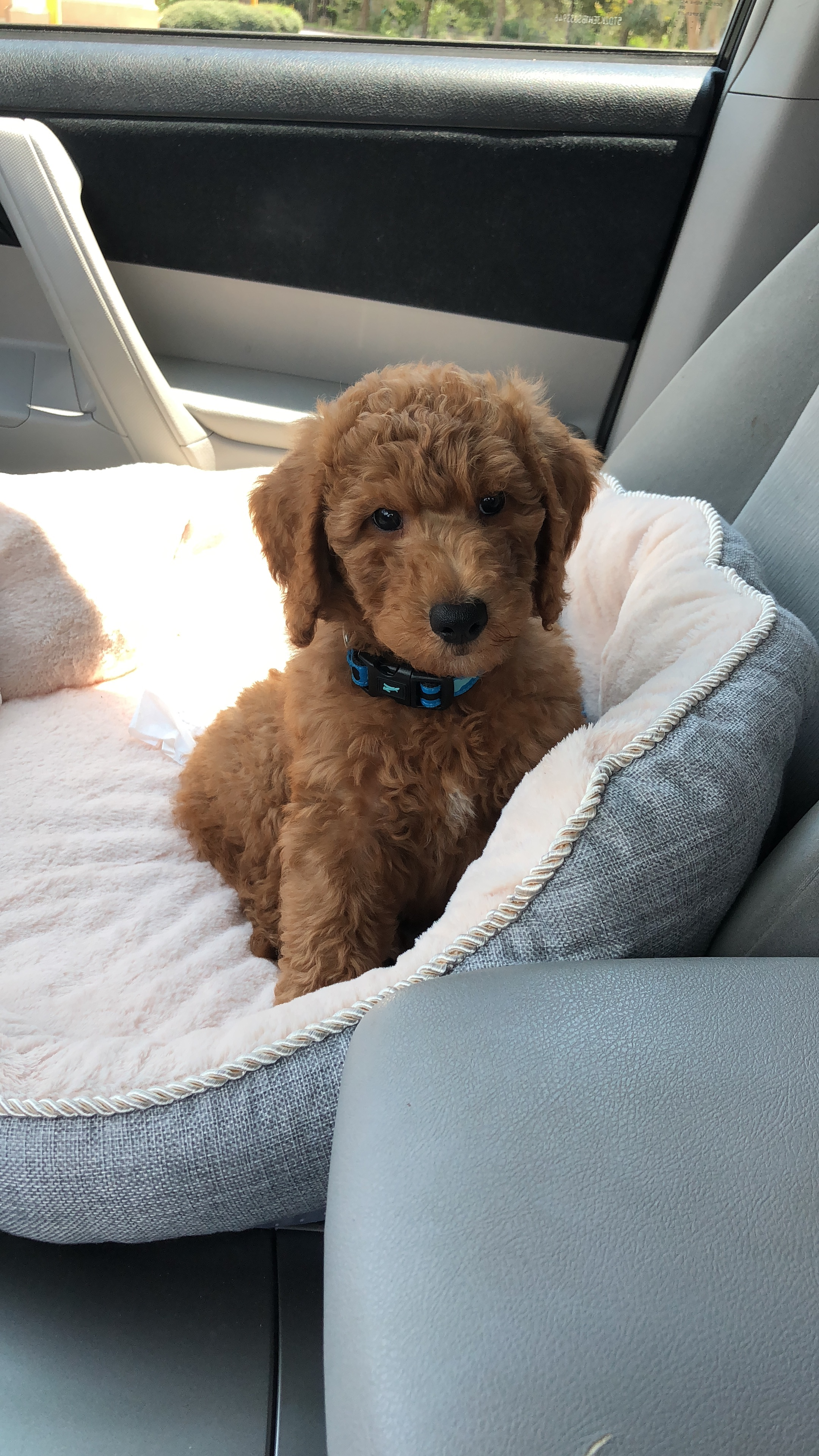 Cute Mini Goldendoodle Baby