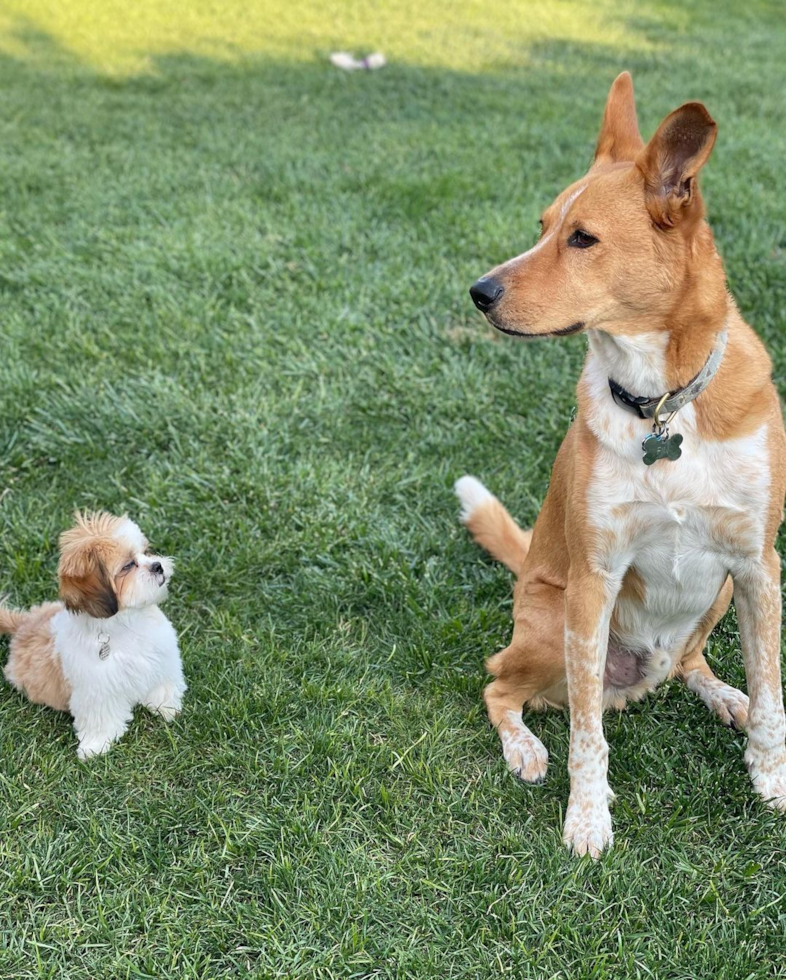 Happy Shih Tzu Pup in Van Nuys CA