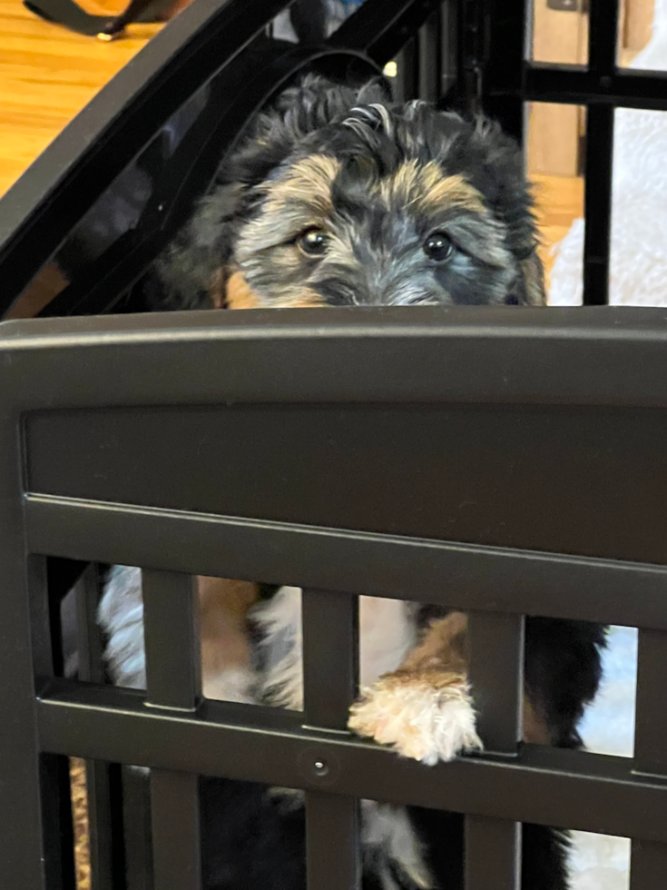 Sweet Mini Bernedoodle Pup in