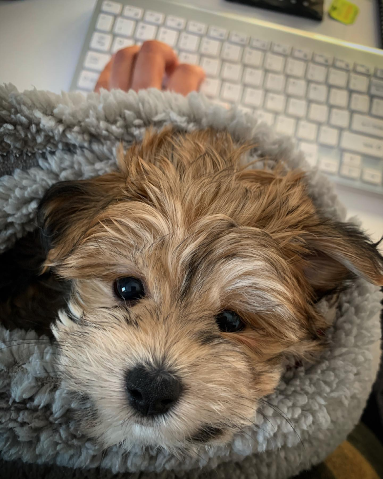 Cute Morkie Pup in Hayward CA