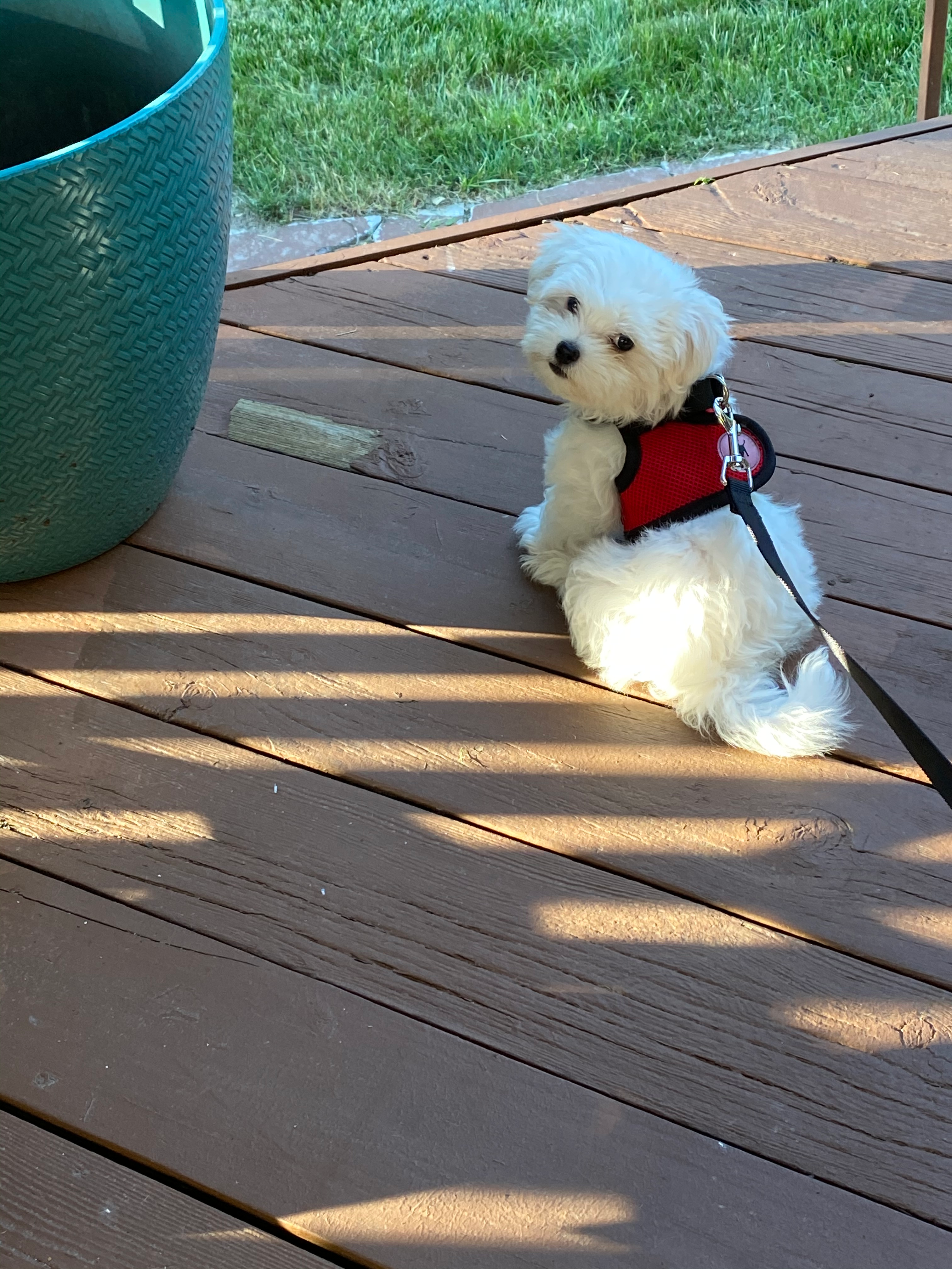 Best Maltese Baby