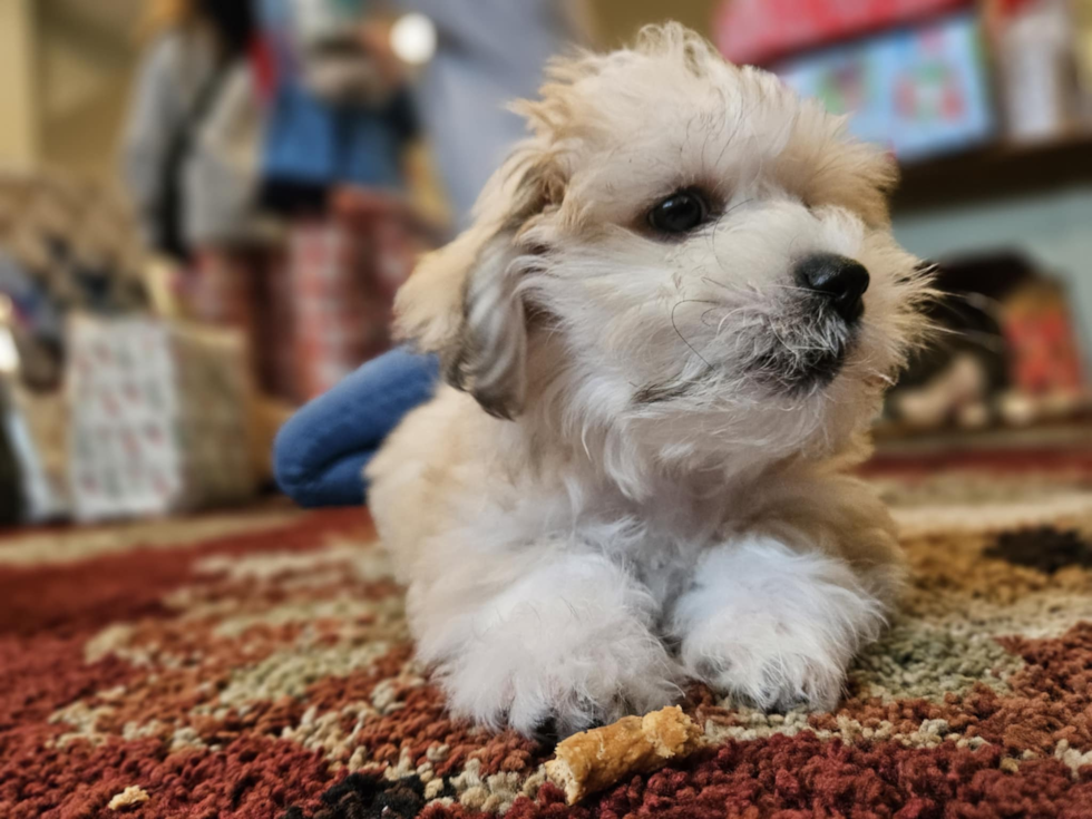 Adorable Shi Chon Designer Pup