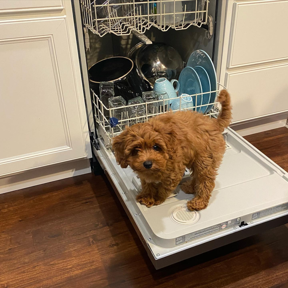 Smart Cockapoo Poodle Mix Pup