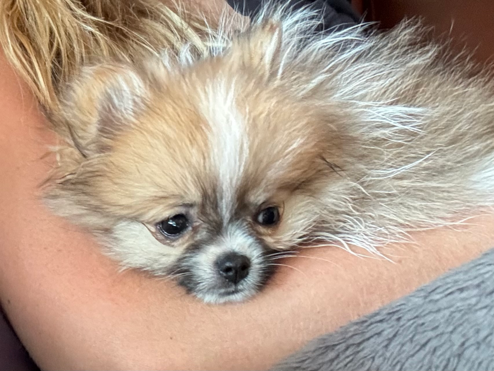 Pomeranian Being Cute