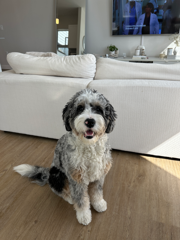 Playful Mini Berniedoodle Poodle Mix Pup