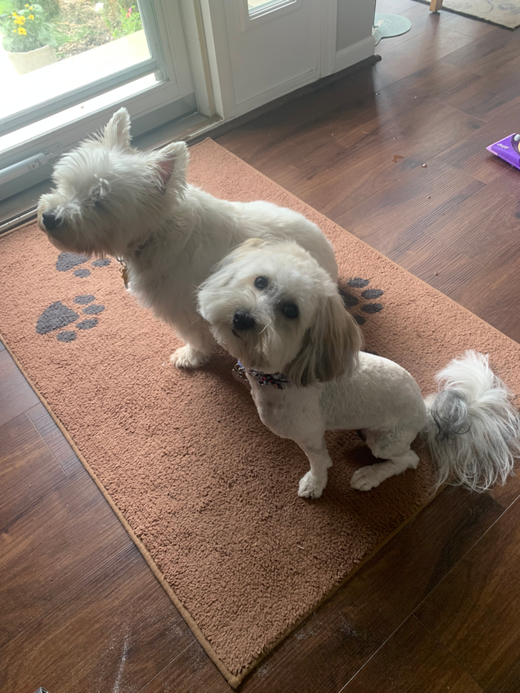 Playful Havadoodle Poodle Mix Pup