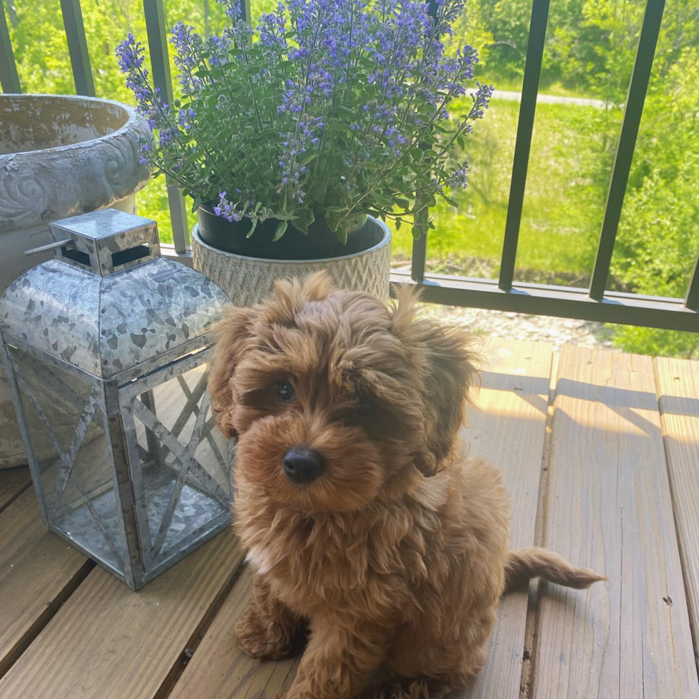 Small Cockapoo Pup in Covington KY