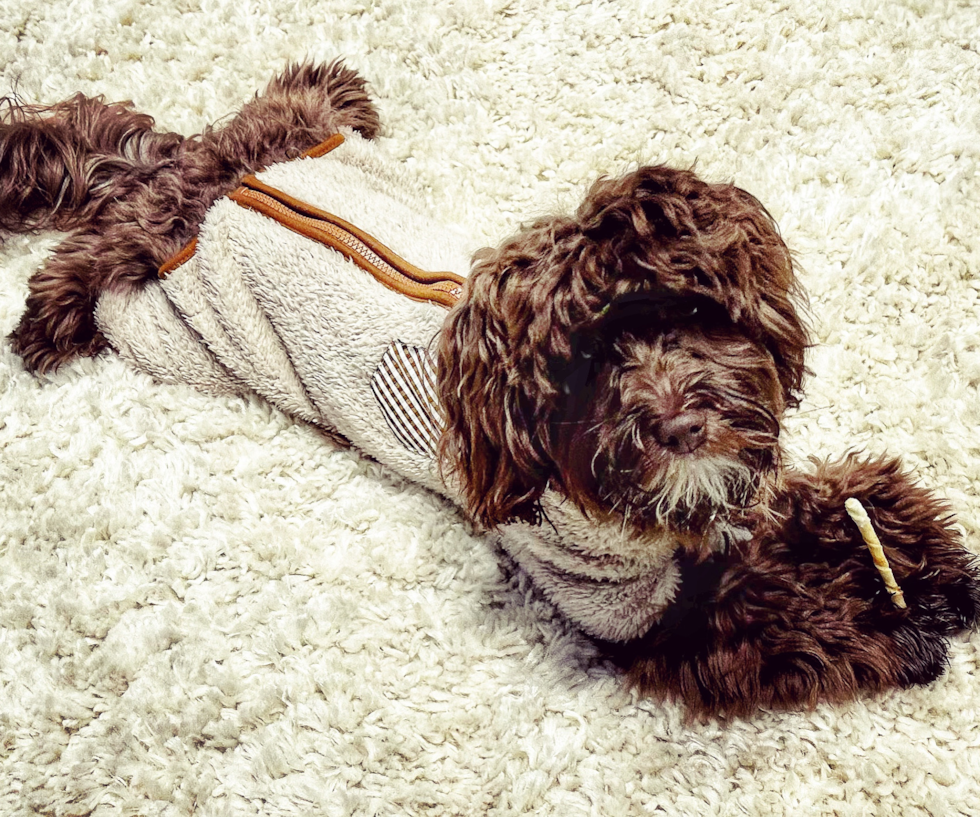Playful Havanese Poodle Mix Pup