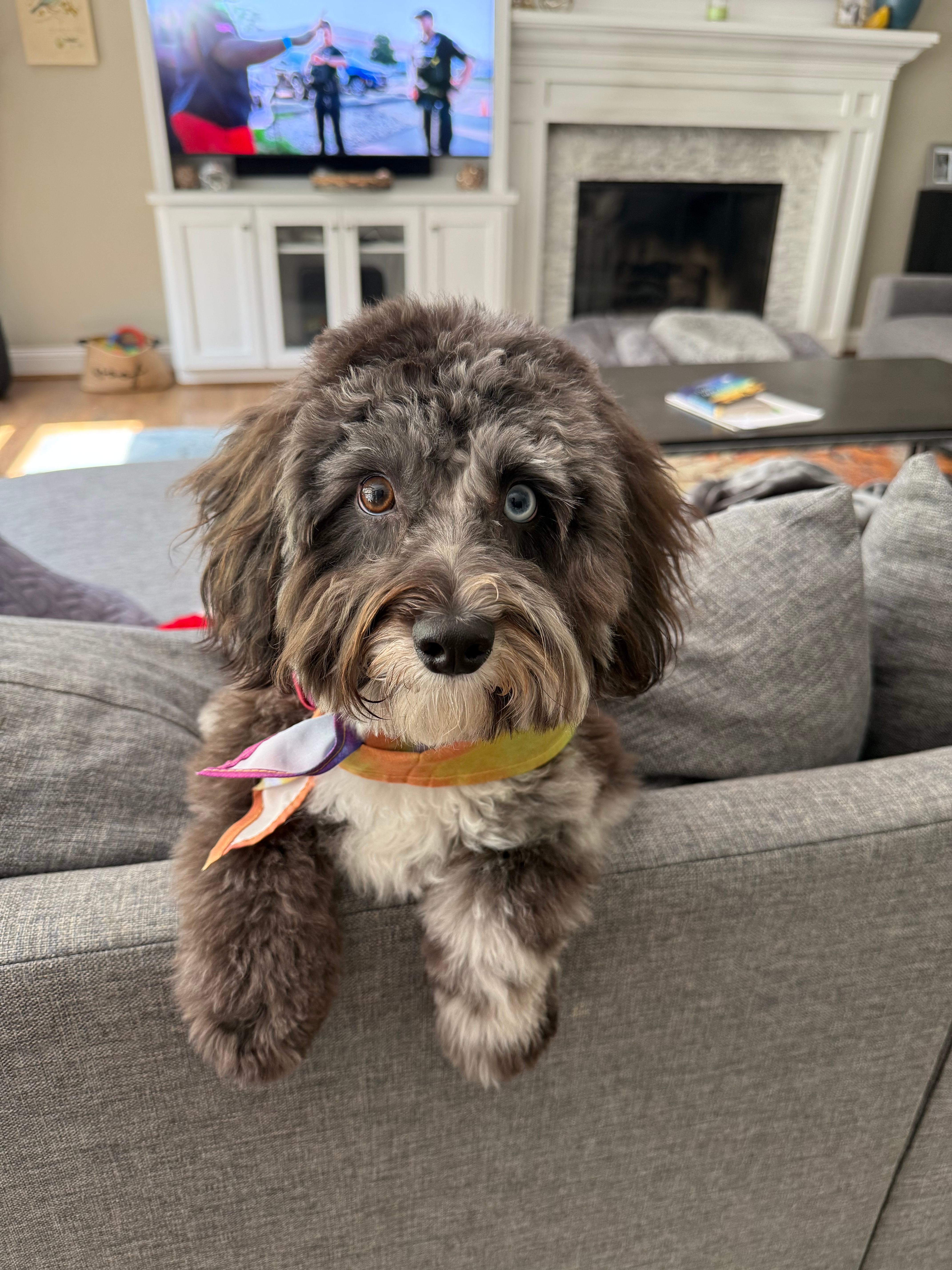 Best Mini Aussiedoodle Baby