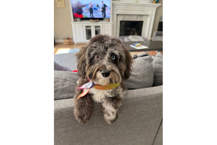 Best Mini Aussiedoodle Baby