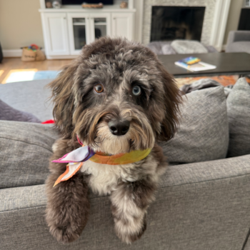 Mini Aussiedoodle Pup