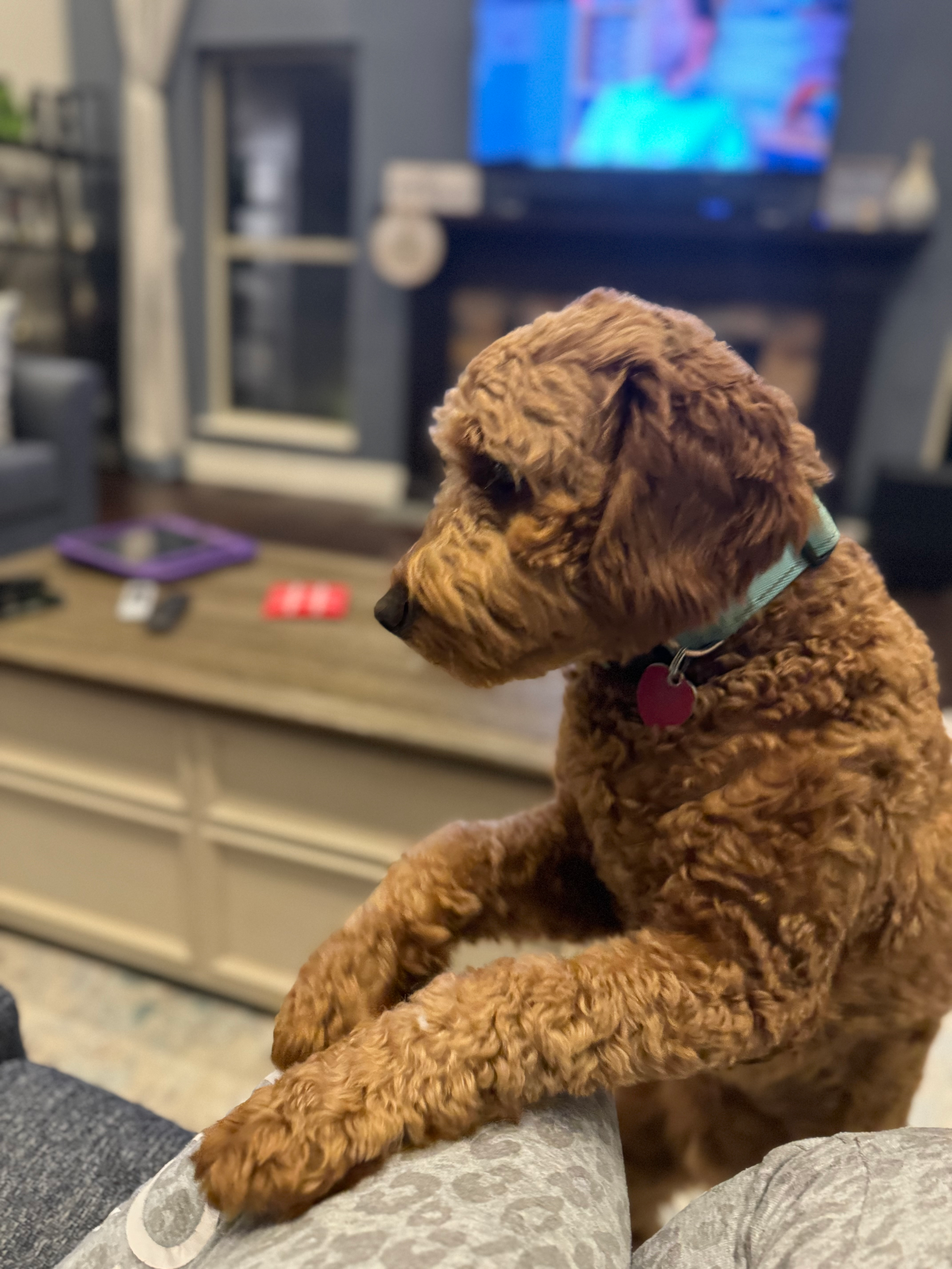 Fluffy Mini Goldendoodle Poodle Mix Pup