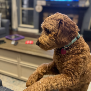 Mini Goldendoodle Being Cute