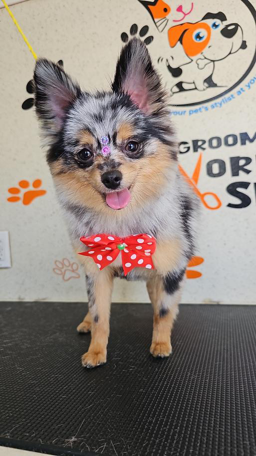 Small Pomeranian Baby