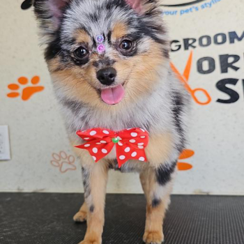 Smart Pomeranian Pup in