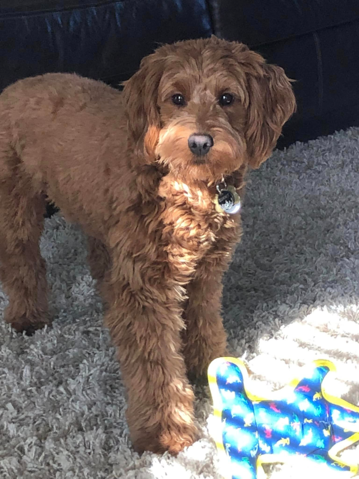 Cute Mini Goldendoodle Pup