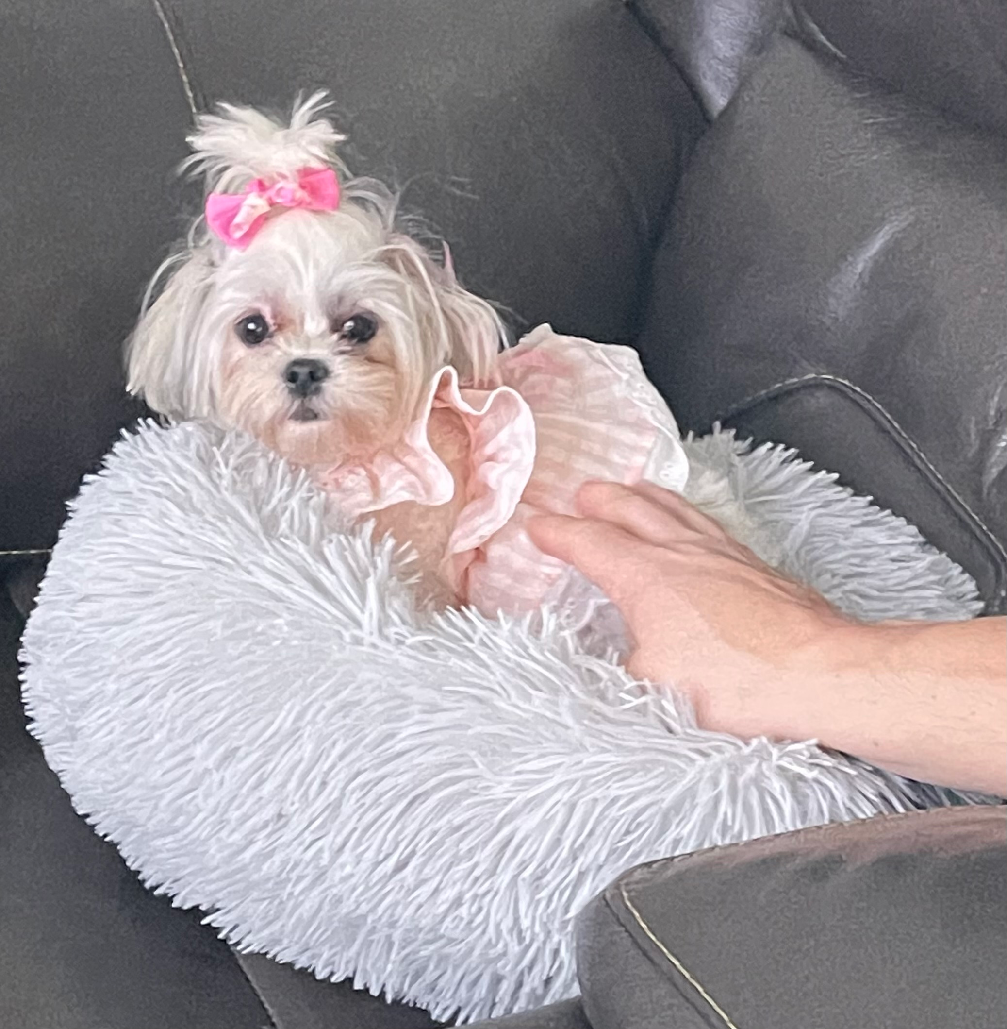 Teddy Bear Puppy for Adoption
