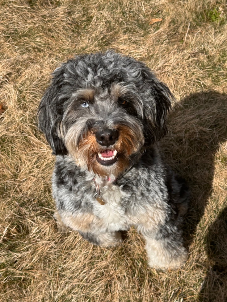 Mini Bernedoodle Pup