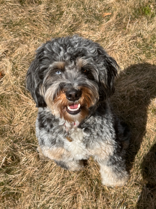 Mini Bernedoodle Pup