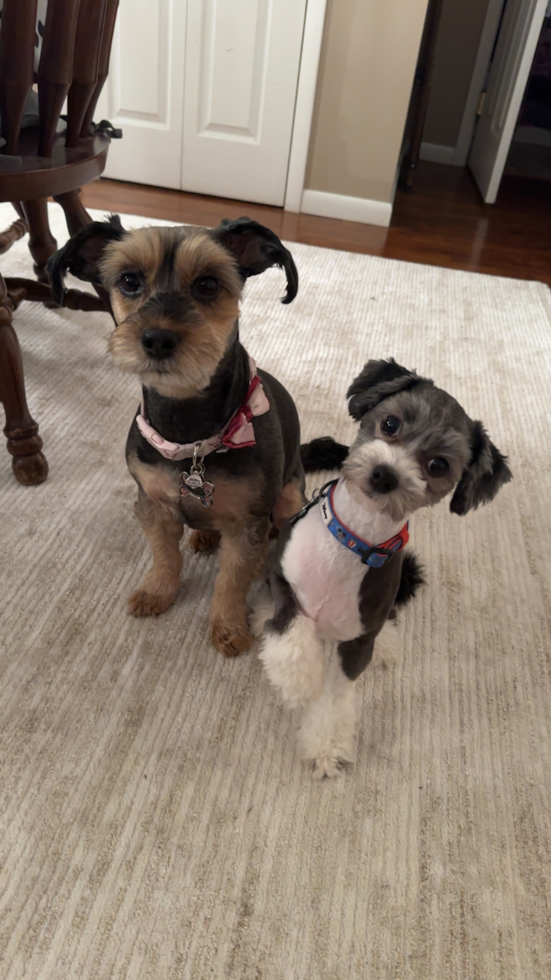 Petite Havaneser Purebred Pup