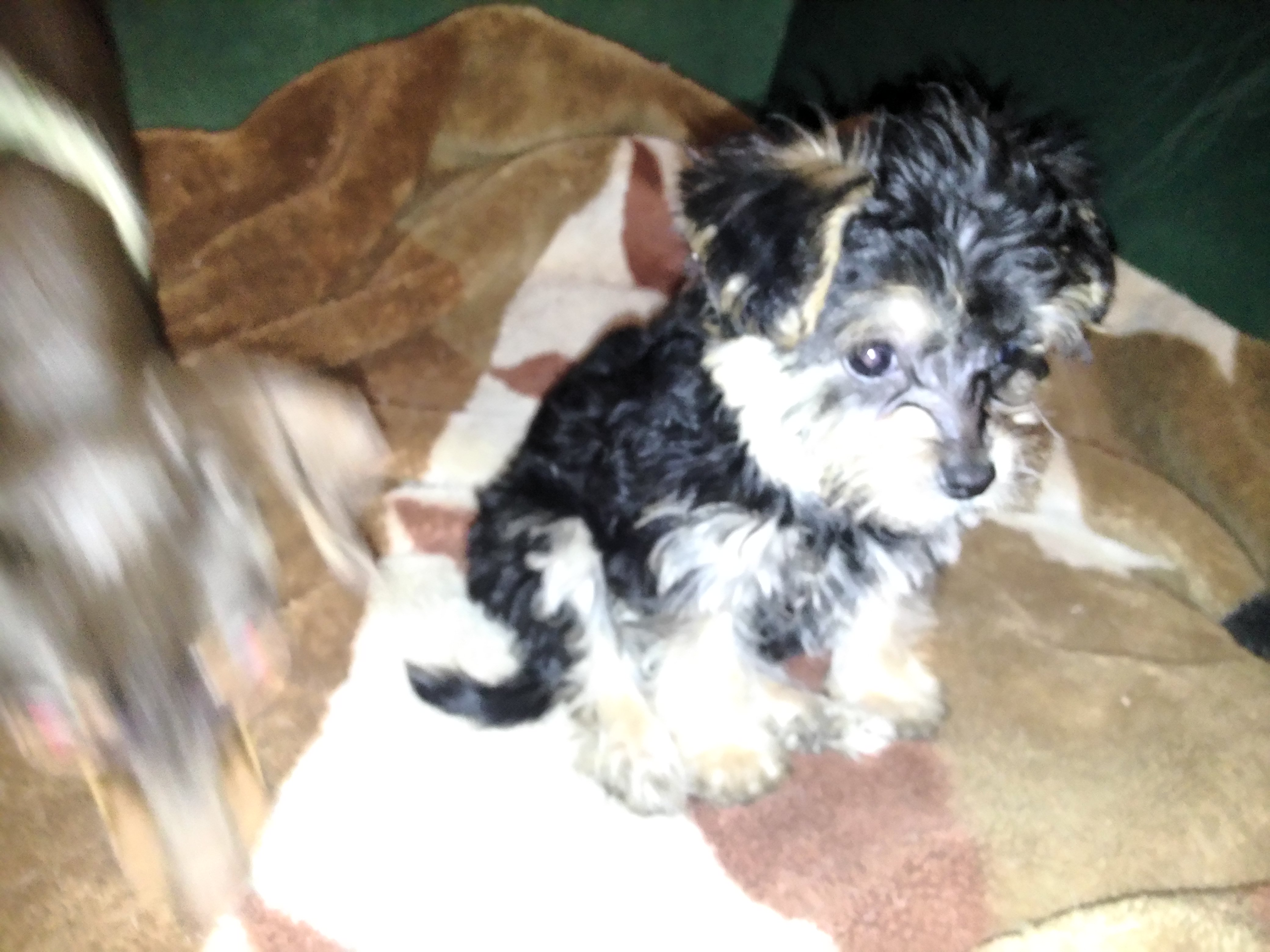 Energetic Yorkie Designer Puppy