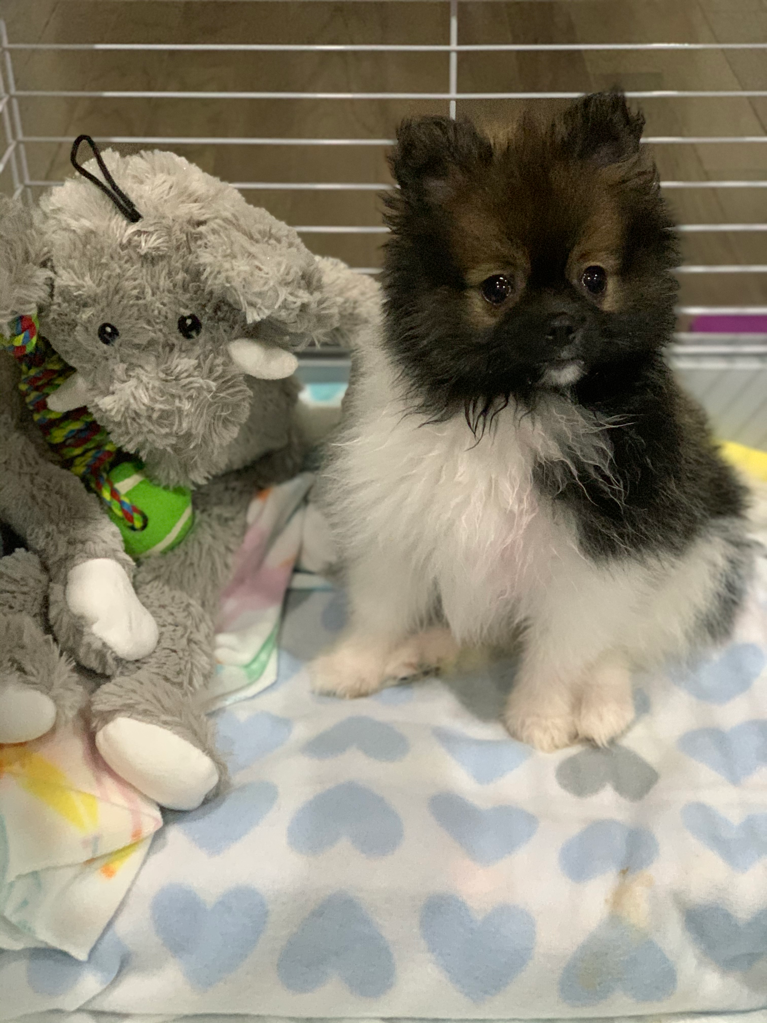 Energetic Pomeranian Purebred Puppy