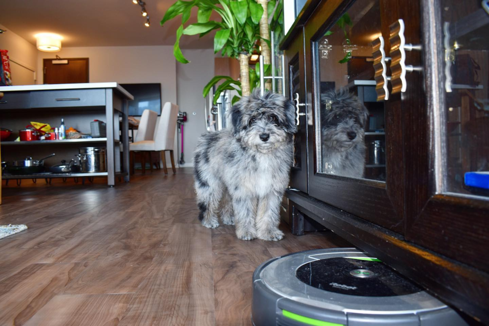 Naperville Mini Aussiedoodle Pup