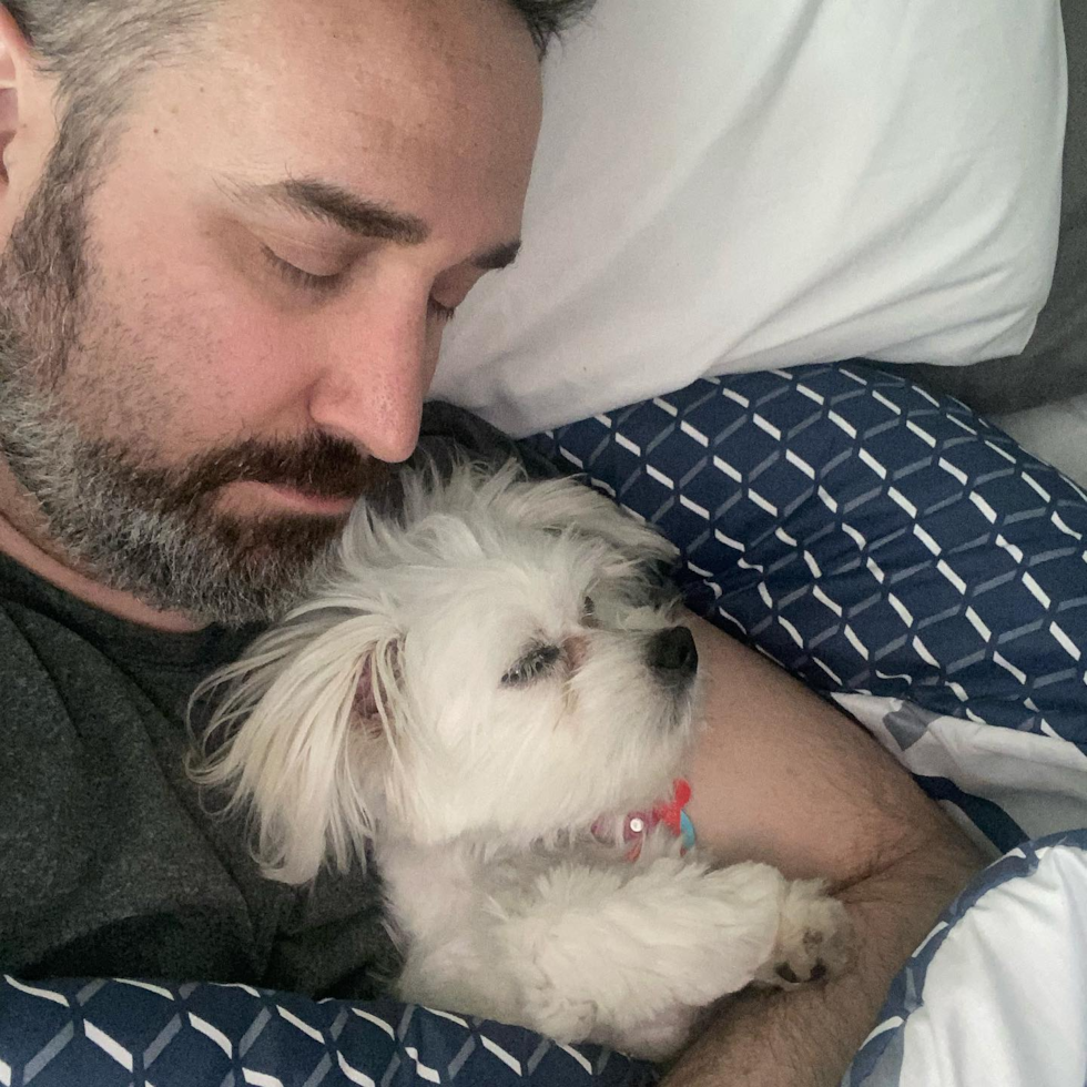 Sweet Teddy Bear Pup in Gahanna OH