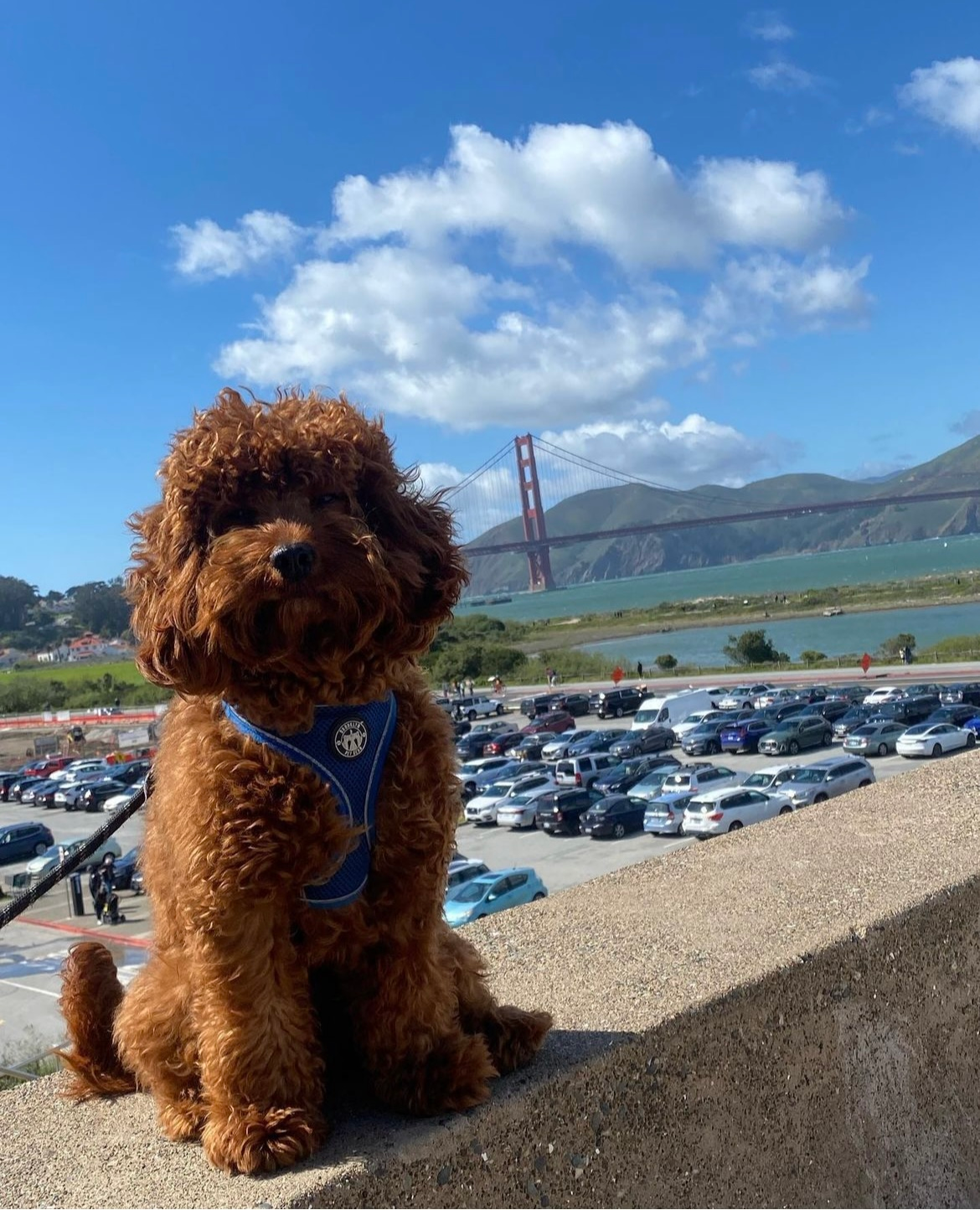 Popular Cavapoo Poodle Mix Pup