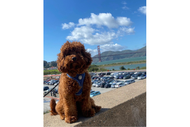 Popular Cavapoo Poodle Mix Pup