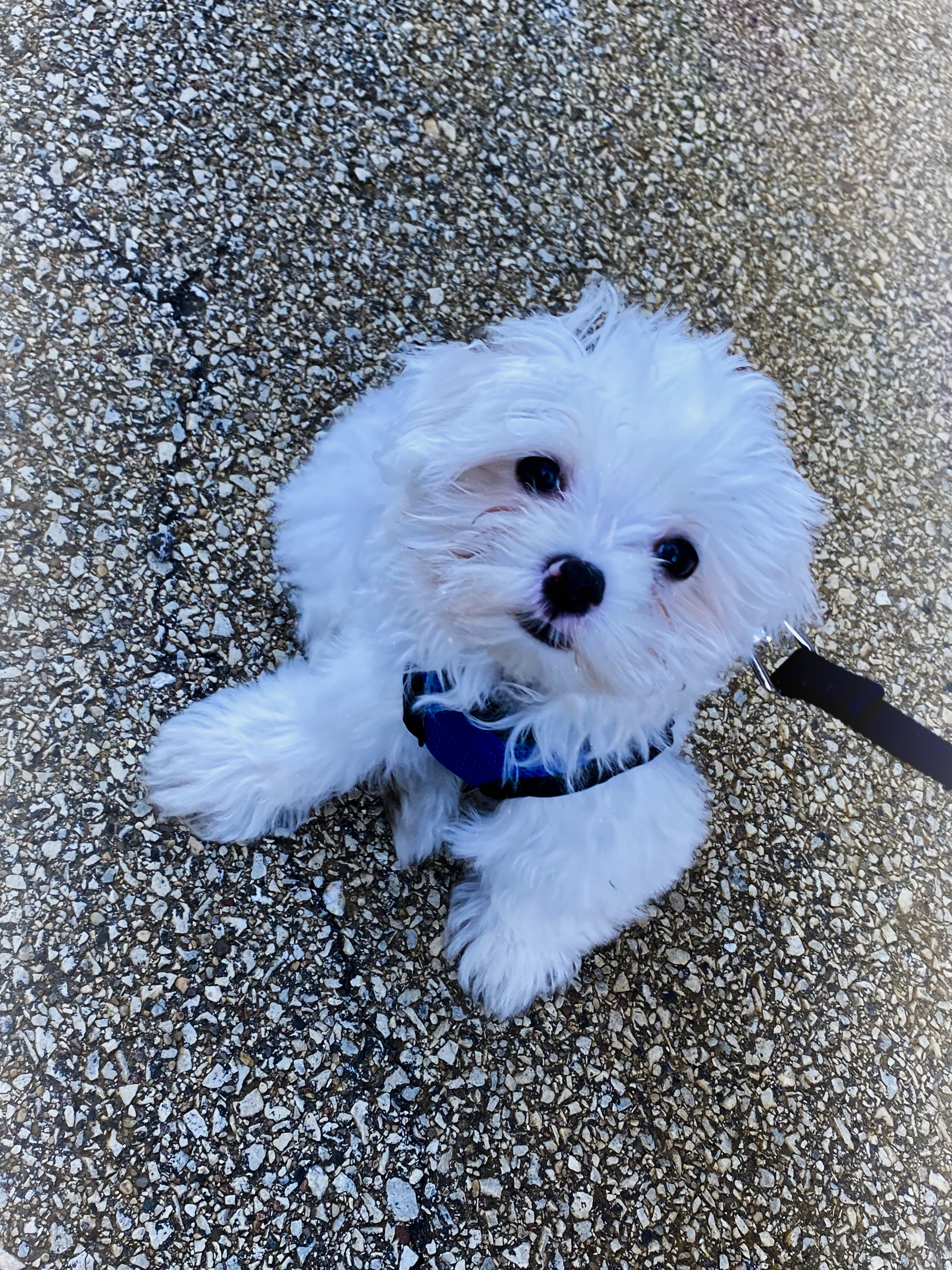 Best Maltese Baby