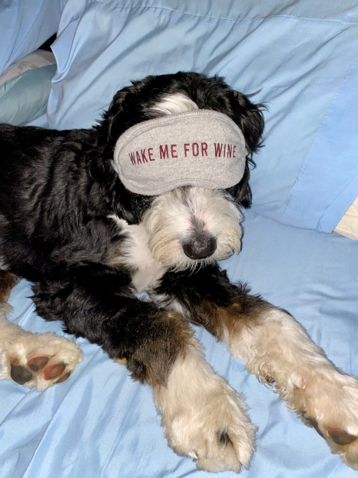 Energetic Mini Berniedoodle Poodle Mix Pup