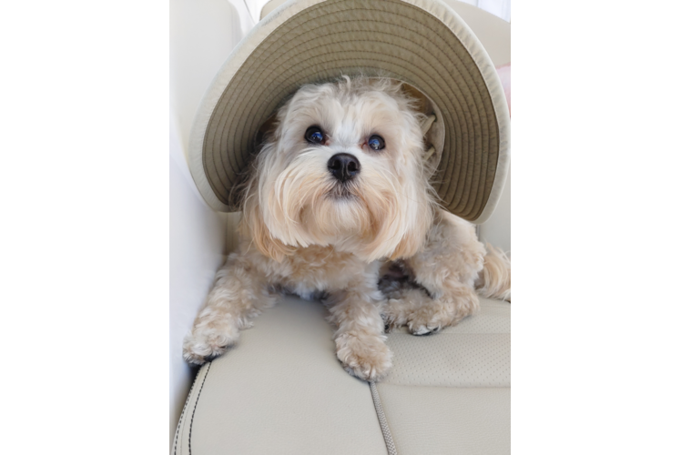 Maltipoo Puppy for Adoption