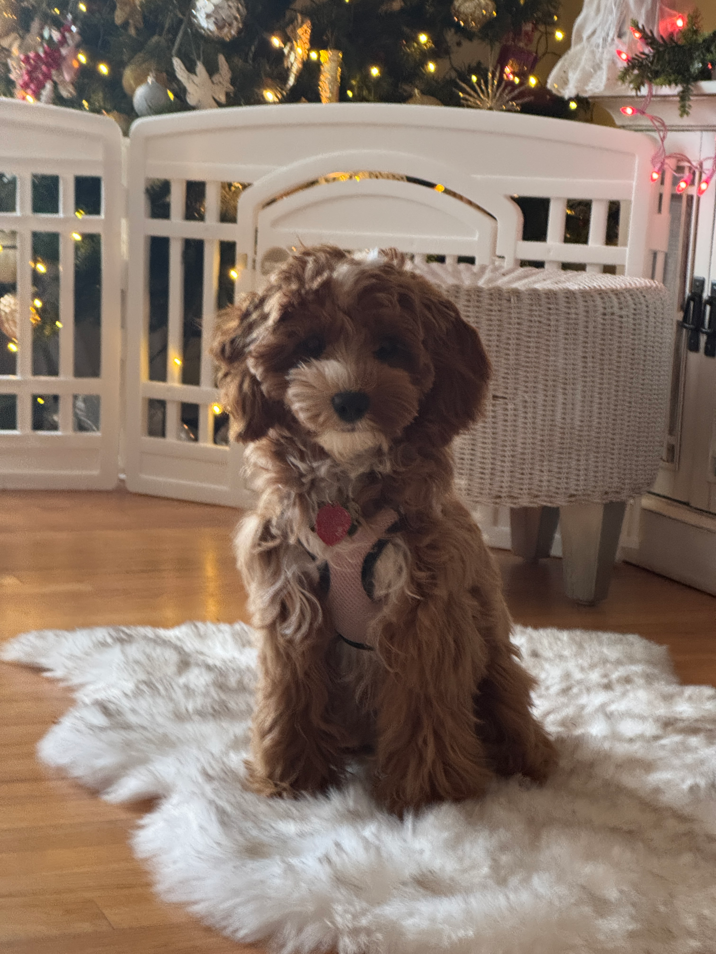 Best Cavapoo Baby